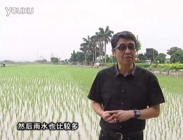 20160530珠江臺搖錢樹：水稻、甘蔗用微補方案，促根壯長勢，提高收益