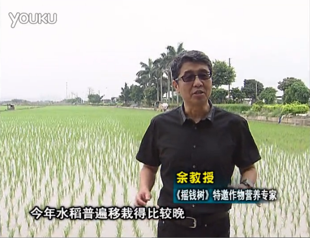 20160530珠江臺搖錢樹：水稻撒微補倍力、噴苗力，返青分蘗好，產量高