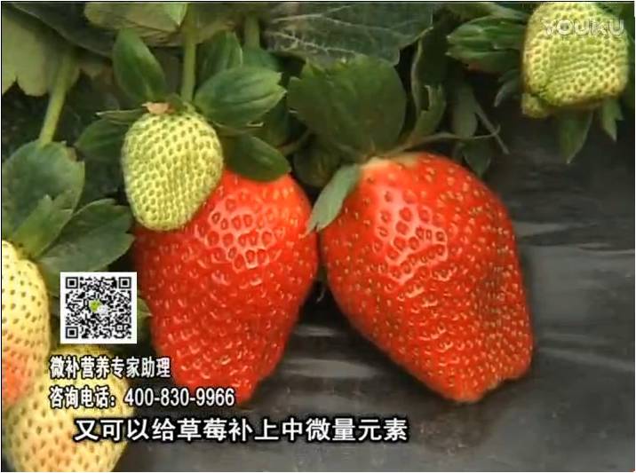 20170123珠江臺搖錢樹：草莓用微補方案，促根苗壯、開花坐果好