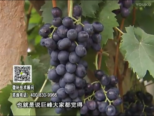 20170501珠江臺搖錢樹：葡萄用微補方案，品質高，賣價好
