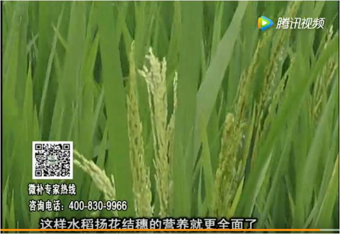 20170612珠江臺搖錢樹：水稻壯尾肥提高結穗率