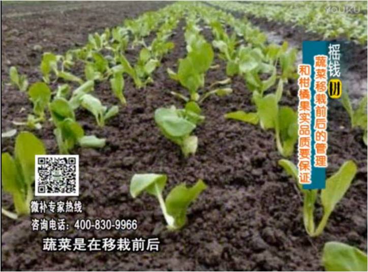 20170814珠江臺搖錢樹：蔬菜澆施微補，調酸促根，健壯長勢