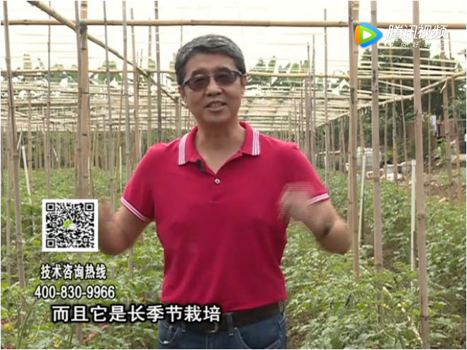 20171120珠江臺搖錢樹：番茄如何增產增收？