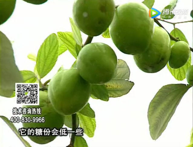 20171204珠江臺搖錢樹：青棗膨果增甜如何做？