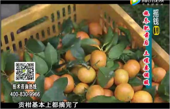 20180101珠江臺搖錢樹：柑橘土壤酸化怎么辦？